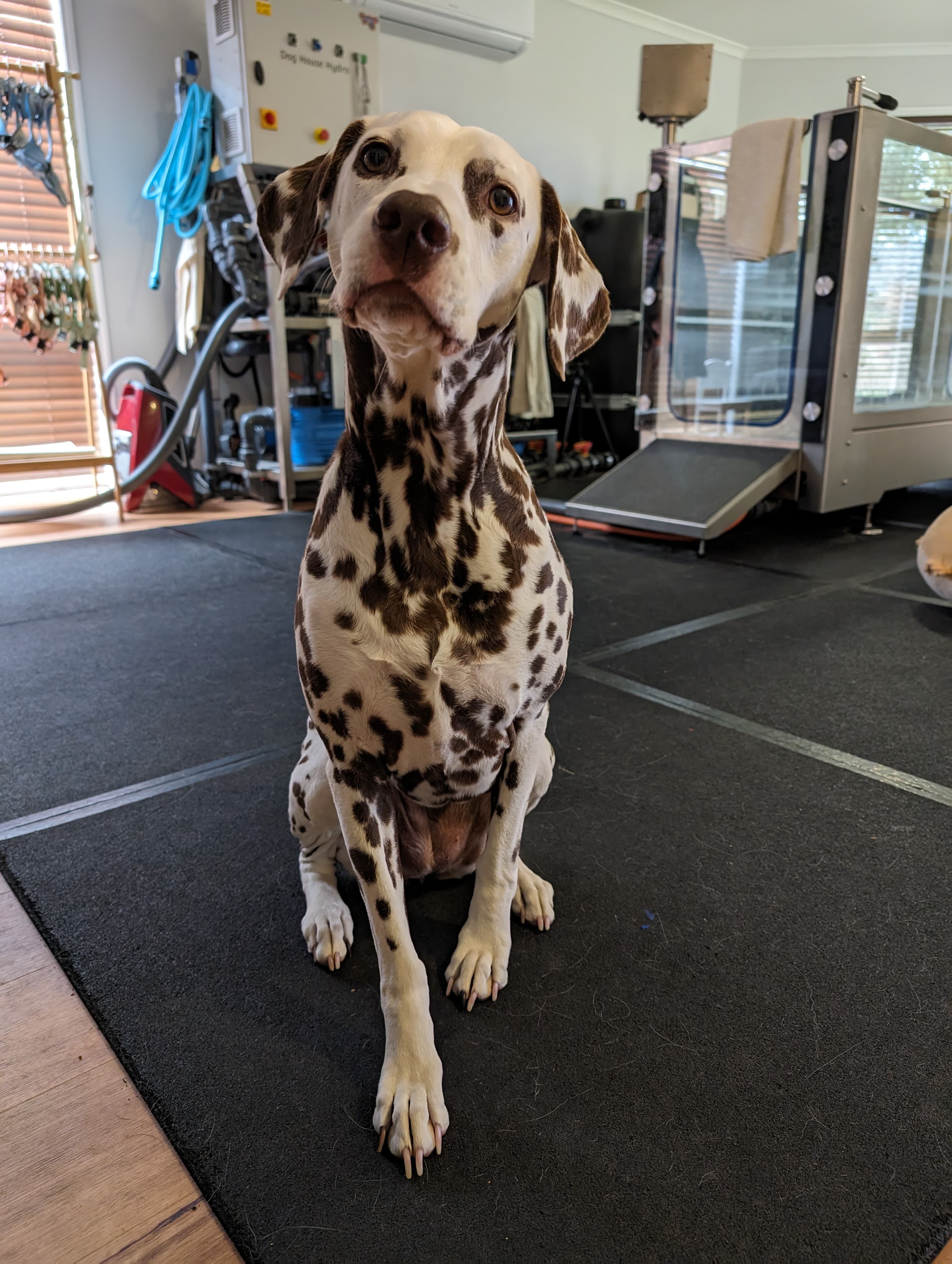 Dog receiving laser therapy